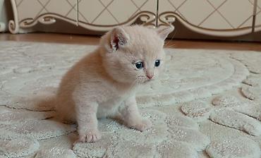 Кошки: Шотландская — 10
