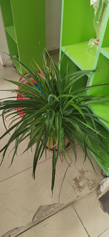 надувные матрасы в баку: Müxtəlif otaq bitkiləri – - Xlorofitum (Spider Plant): Uzun, nazik