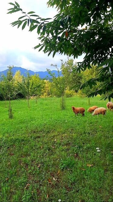 Bağ evlərinin satışı: Qəbələ, 170 kv. m, 6 otaqlı, Qaz, İşıq, Su — 8