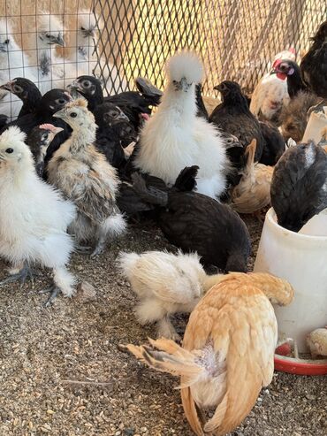 номер приюта для животных бишкек: 🐣Продаю декоративные карликовые породы кур и петухов! Отличные