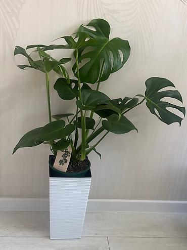 Бөлмө өсүмдүктөрү: Пахира 
Рость:1м 80см
Цена:5500 — 4