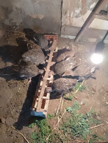 Cücələr: Hinduşka cücələri, Damazlıq — 2