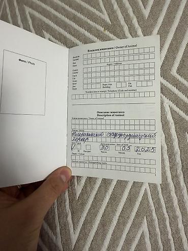помощь животным: Амстафф, 1 год, Самка, С прививкой, С родословной — 4