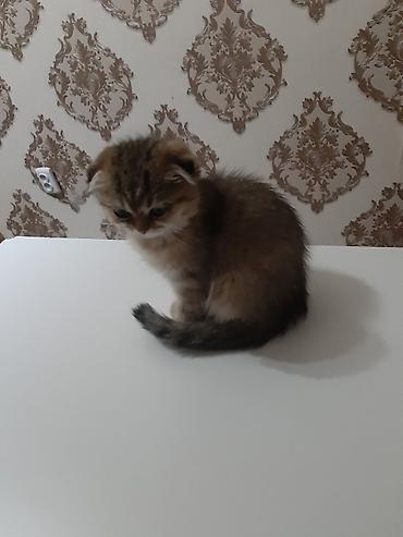 Мышыктар сатылат: Скотиш Фолд (Шотландиялык шалпаң кулак), 2 айлык, Ургаачы, Лотокко барууга үйрөтүлгөн — 3