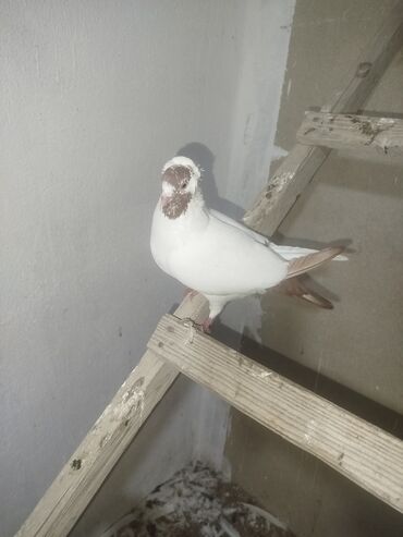 донской сфинкс котята: Cins: Bəzək/oyun göyərçini Rəng: Ağ gövdə, qəhvəyi baş-maskası və