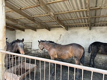 Лошади, кони: Продаю | Жеребец | Рабочий at lalafo.kg — 7 Лошади, кони: Продаю | Жеребец | Рабочий — 7