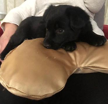 Продажа собак: 2 месяца, Самка — 5