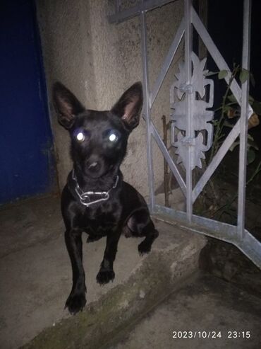 İtlər: 3 il, Dişi, Sənədli, Ödənişli çatdırılma