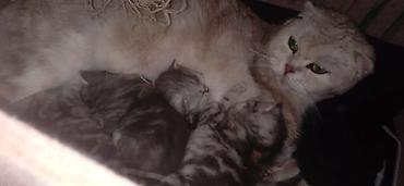 цена кота мейн куна: Шотландские котята от породистой кошки (скоттиш). Готовы к раннему — 1