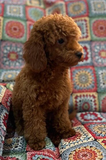 Psi: Nasa odgajivacnica se nalazi u Indjiji i bavimo se uzgojom pasa 15 — 10