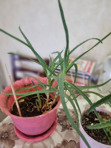 орхидея цена в горшке: Продаю комнатные растения Алое, Алое Вера. цена 200сом район
