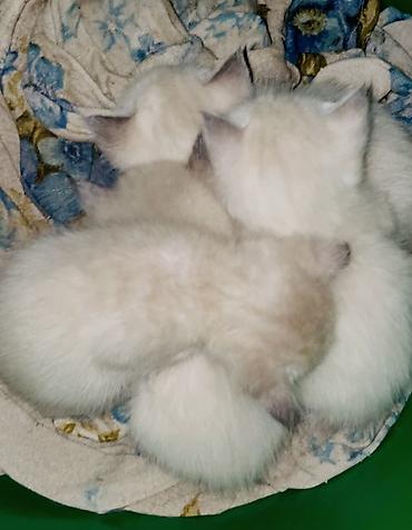 кошка сиамская: Сиамские Котята только в хорошие руки!!! 3 самца, 1 самка. Возраст — 2