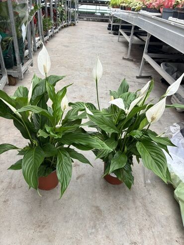 Otaq bitkiləri: Spathiphyllum qadın xoşbəxtliyi gülü 1dibçək 35azn. Hündürlük 60sm