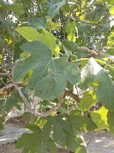 tingler: Məhsul: Əncir ağacı (Ficus carica) – ting/fidan Təsvir: - Qalın — 1