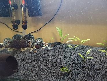 сколько стоит аквариум: Akvarium şekilde gordüyünüz her şeyi ile birlikde satilir .Olçuleri — 4
