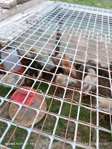 Cücələr: Toyuq cücələri, Ətlik, Ünvandan götürmə — 4