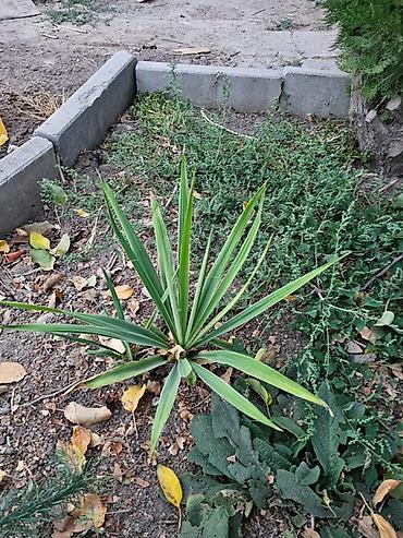 початки кукурузы: Юкка садовая (Yucca filamentosa) — декоративное многолетнее растение — 2