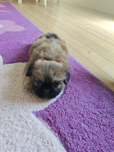 it tasma: Pekines, 1 ay, Dişi, Ünvandan götürmə
