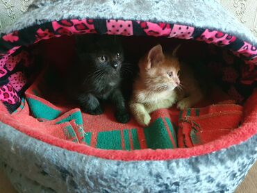 вислоухие коты серые: Два маленьких 1 месяц, милых, игривых приученых к лотку котёнка ждут