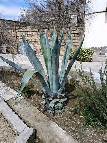 aqava: Aqava (Agave americana) – iri dekorativ sukulent - Növ: Agave — 3