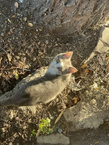 бенгальская кошка домашняя: Домашние кошки/котята - На фото: молодая кошка с короткой шерстью