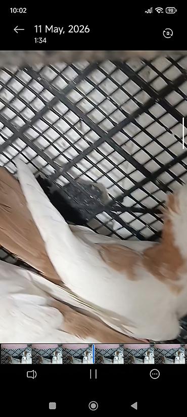 qara toyuq quşu: 3 eded hazır ucurtmali hallardır 2 destdir 1 nin quyrugunda 3 sarısi — 7
