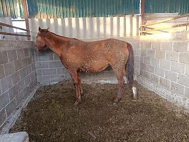 Лошади, кони: Продаю | Кобыла (самка) | Для разведения — 10