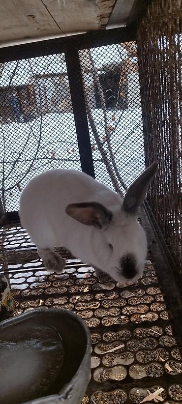 Кролики: Продаю | Кролик самец, Крольчиха (самка) — 7