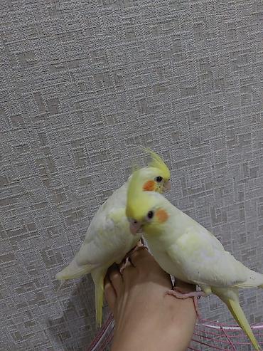 tutuquşlar: Nymph parakit (Cockatiel) – Lutino rəng mutasiyası - Rəng: açıq — 1