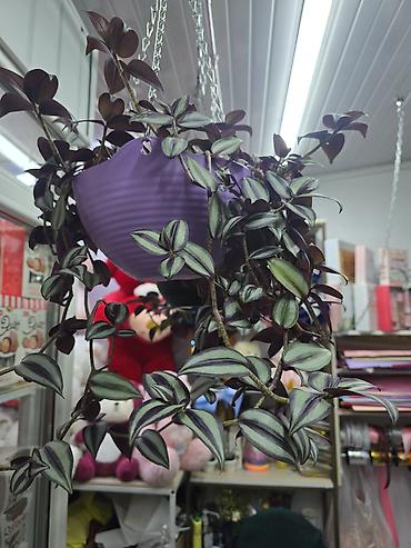 haktan pack: Традесканция зебрина (Tradescantia zebrina) в новом кашпо и готовом — 5