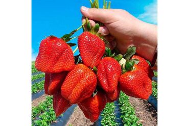 Капельный полив: Капельная лента 1 метр -1.75 сом Капельное орошение!!!#Капельная — 9