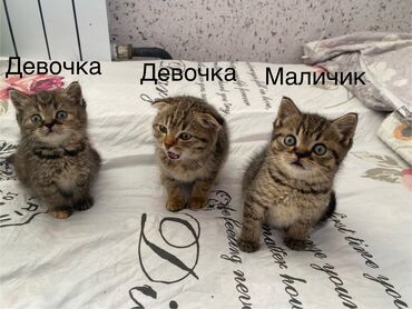 Продажа кошек: Скотиш Фолд (Шотландская вислоухая), 1 месяц, Мальчик, Приучена к лотку, Проглистована