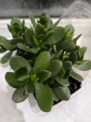 рассада помидор купить: Отдам даром укоренённых черенки денежного дерева. Ынтымак, самовывоз