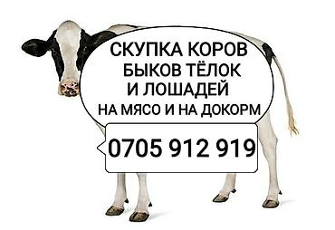 Частное лицо, Колбасный цех : Коровы, быки, Лошади, кони, | Круглосуточно, Любое состояние, Забитый — 1