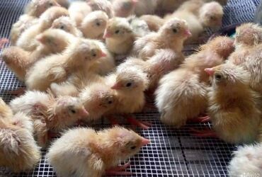 Bildirçin: Satışda Ətlik damazlıq 180 . 200 qram və bala Texas sortu — 4