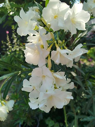 Другие садовые цветы и кустарники: ОЛЕАНДР 
ОЛЕАНДРЫ

Олеандр деревья 

саженцы 3х голичные

детки — 1