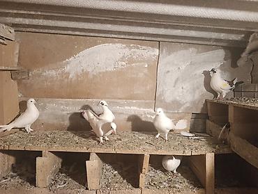 feniks quşu: 7 dene qusdu biri 5 manatdan qusdar göz qabaqinda unvan ayraport teref — 4