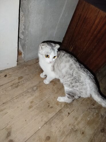 pişik ucun yuva: Şotland yastı qulaq, Dişi
