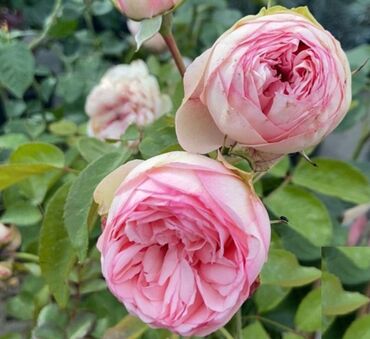 розы для сада: Корни розы кустовые и пионовидные