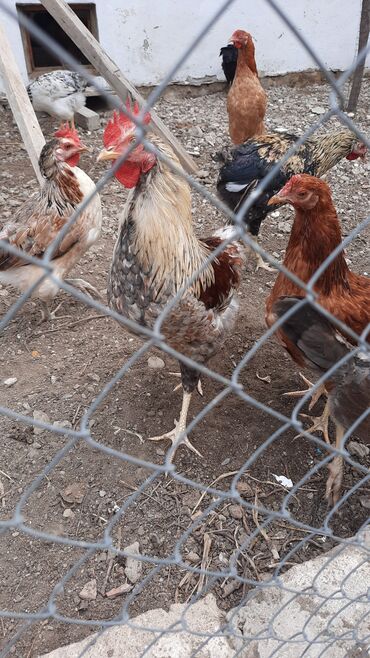 bakida cins ineklerin satisi: Çolpalar
 6/7aylıq