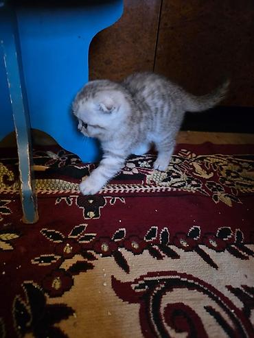 Pişiklər: Britan, Erkək, Dişi — 25