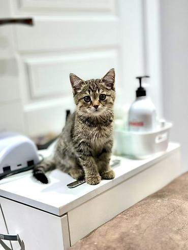 мейн кун кошка цена: 🐾 Ищем добрый и любящий дом для маленького красавчика! 🐾 Нашли — 1