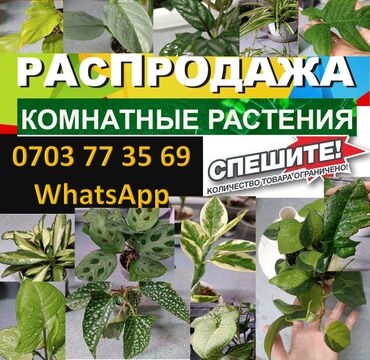 для растений: Предлагаются комнатные растения для дома или офиса. В ассортименте