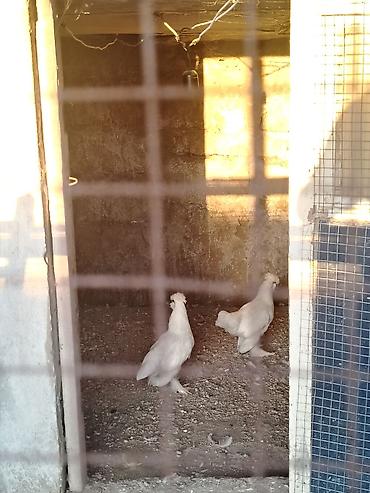 Toyuq, Damazlıq, Ünvandan götürmə lalafo.az -da Toyuq, Damazlıq, Ünvandan götürmə