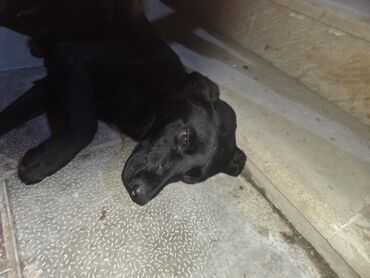 İtlər: Qara rəngli it – orta ölçülü, qısa tüklü - Rəng: tam qara - Tüklər