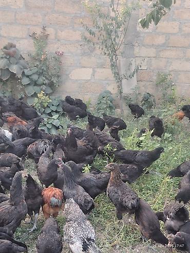 Toyuqlar: 🐔 Australorp Toyuqun cücələri satışda! Şəkildə qeyd olunmuş — 7
