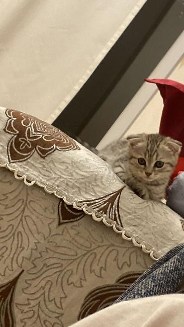 Кошки: Шотландская, Самка, В добрые руки, Самовывоз — 3