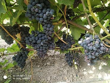 Виноград: Саженцы винограда: Ризамат. Киш-миш чёрный. Мирный. Розовый тайфи — 2
