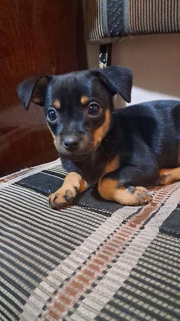 it pudel: Miniatür pinçer, 3 ay, Erkək — 7