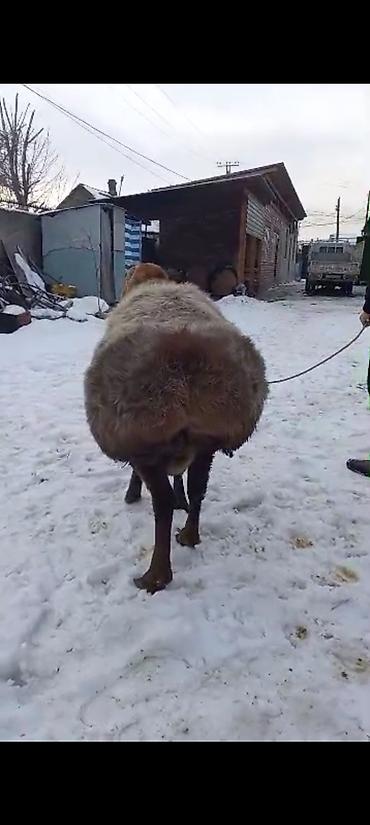 Баран, овца: Продаю | Баран (самец) | На забой | Племенные — 4